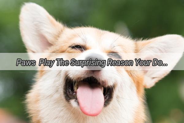 Paws  Play The Surprising Reason Your Dogs Stomping on Their Toys Could Be a Win for You